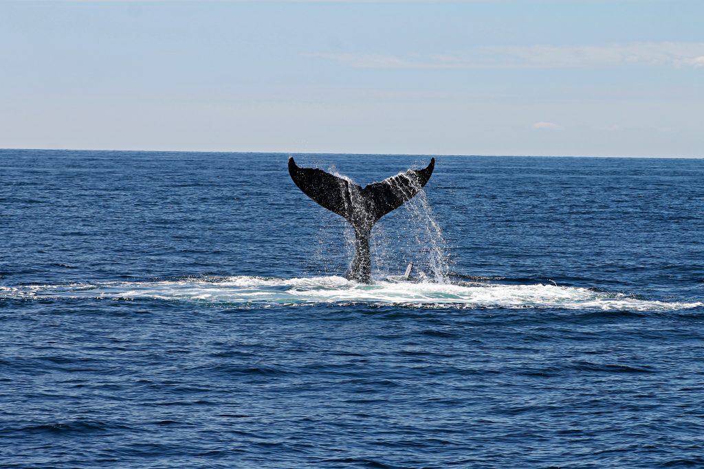 eten op IJsland walvis