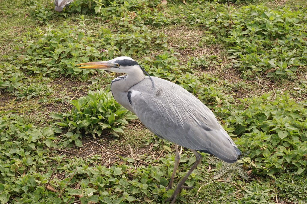 St James's Park